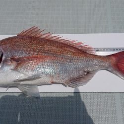 フィッシングボートACE(エース) 釣果