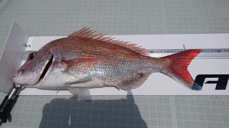 フィッシングボートACE(エース) 釣果