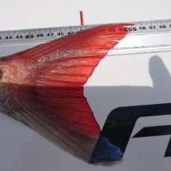 フィッシングボートACE(エース) 釣果