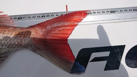 フィッシングボートACE(エース) 釣果