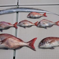 フィッシングボートACE(エース) 釣果