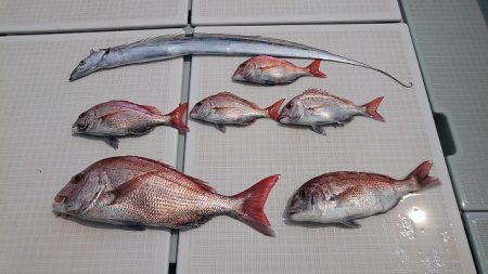 フィッシングボートACE(エース) 釣果