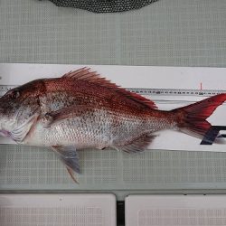 フィッシングボートACE(エース) 釣果