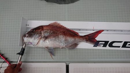 フィッシングボートACE(エース) 釣果