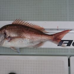 フィッシングボートACE(エース) 釣果