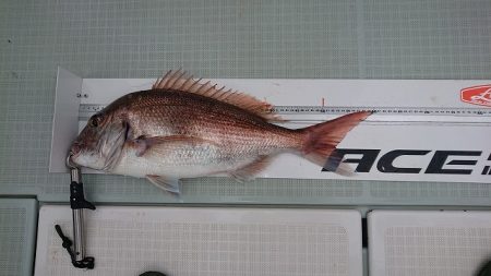 フィッシングボートACE(エース) 釣果