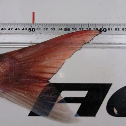 フィッシングボートACE(エース) 釣果