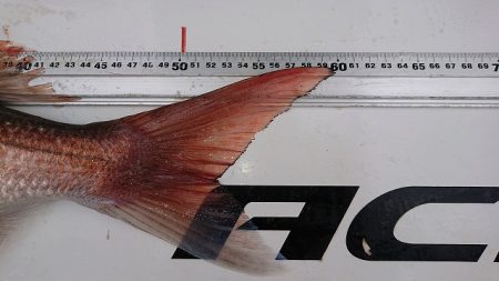 フィッシングボートACE(エース) 釣果