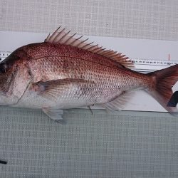 フィッシングボートACE(エース) 釣果