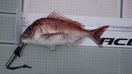 フィッシングボートACE(エース) 釣果