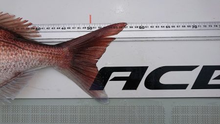 フィッシングボートACE(エース) 釣果