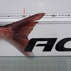 フィッシングボートACE(エース) 釣果