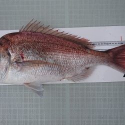 フィッシングボートACE(エース) 釣果