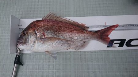 フィッシングボートACE(エース) 釣果