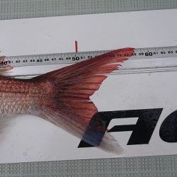 フィッシングボートACE(エース) 釣果