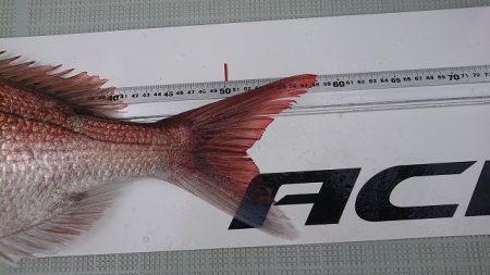 フィッシングボートACE(エース) 釣果