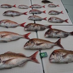 フィッシングボートACE(エース) 釣果