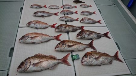 フィッシングボートACE(エース) 釣果