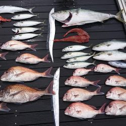 フィッシングボートACE(エース) 釣果