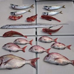 フィッシングボートACE(エース) 釣果