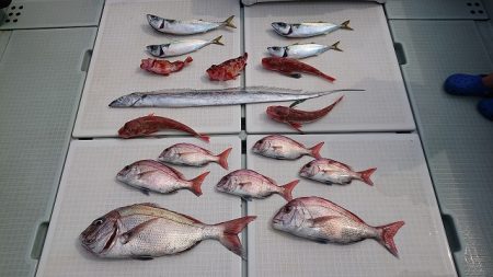 フィッシングボートACE(エース) 釣果