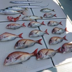 フィッシングボートACE(エース) 釣果