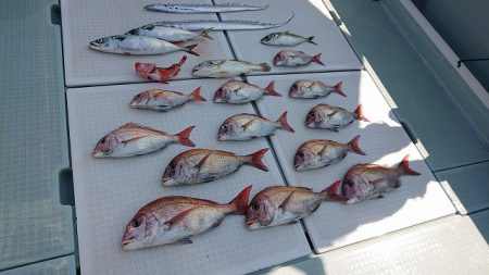 フィッシングボートACE（エース） 釣果