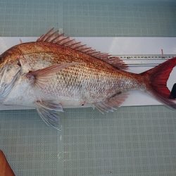 フィッシングボートACE(エース) 釣果