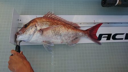 フィッシングボートACE(エース) 釣果