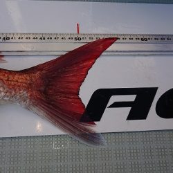 フィッシングボートACE(エース) 釣果