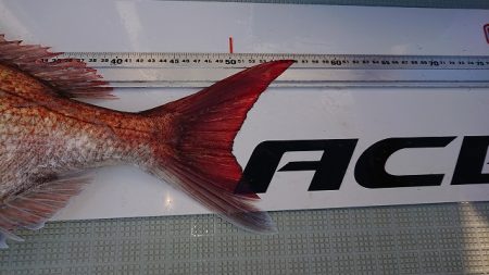 フィッシングボートACE(エース) 釣果