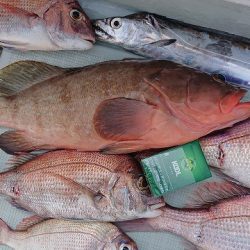 フィッシングボートACE（エース） 釣果