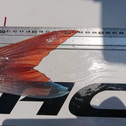 フィッシングボートACE(エース) 釣果