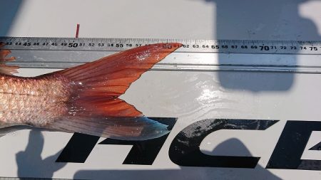 フィッシングボートACE(エース) 釣果