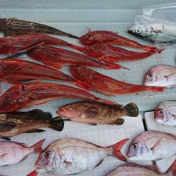 フィッシングボートACE(エース) 釣果