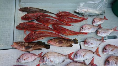 フィッシングボートACE(エース) 釣果