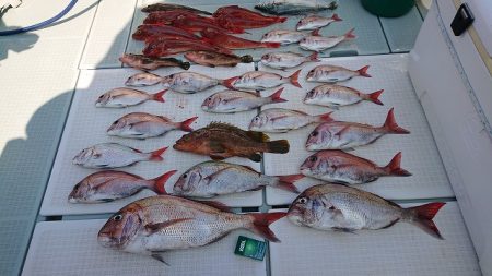 フィッシングボートACE(エース) 釣果