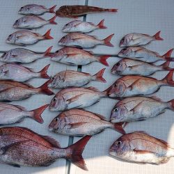 フィッシングボートACE(エース) 釣果