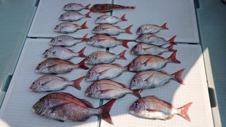 フィッシングボートACE（エース） 釣果