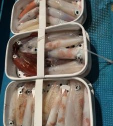 愛海丸 釣果