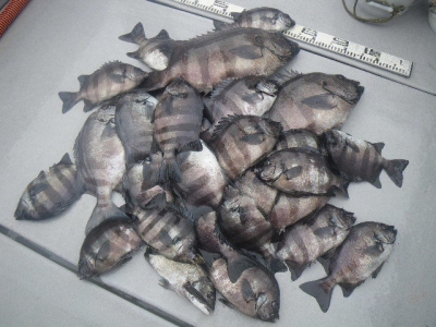 磯部釣船 直栄丸 釣果