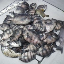 磯部釣船 直栄丸 釣果