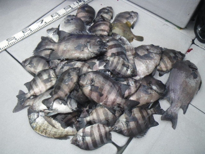 磯部釣船 直栄丸 釣果