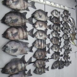 磯部釣船 直栄丸 釣果