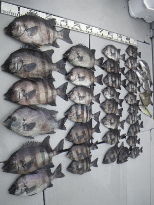 磯部釣船 直栄丸 釣果