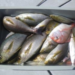 磯部釣船 直栄丸 釣果