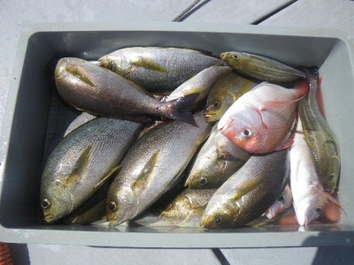 磯部釣船 直栄丸 釣果