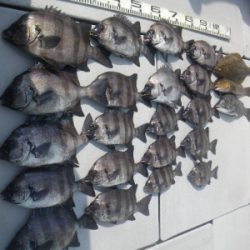 磯部釣船 直栄丸 釣果