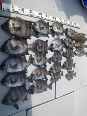 磯部釣船 直栄丸 釣果