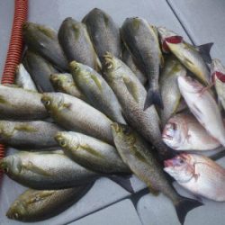 磯部釣船 直栄丸 釣果